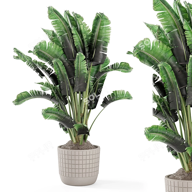 Concrete Pot Banana Plant Set 3D model image 1