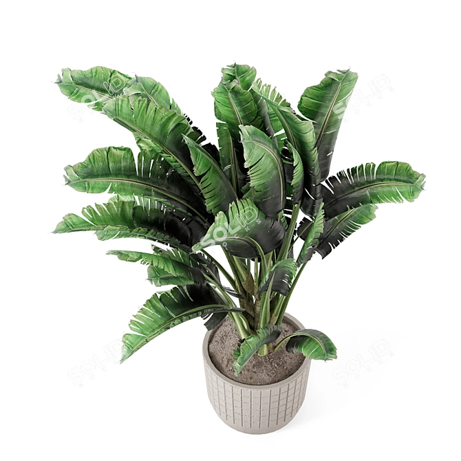 Concrete Pot Banana Plant Set 3D model image 2