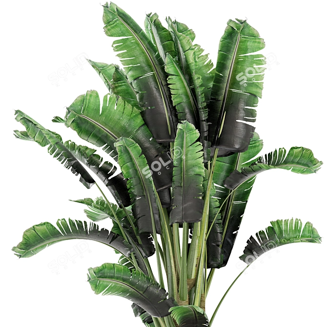 Concrete Pot Banana Plant Set 3D model image 3