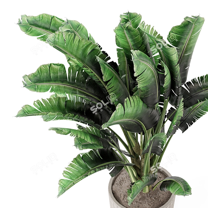 Concrete Pot Banana Plant Set 3D model image 4