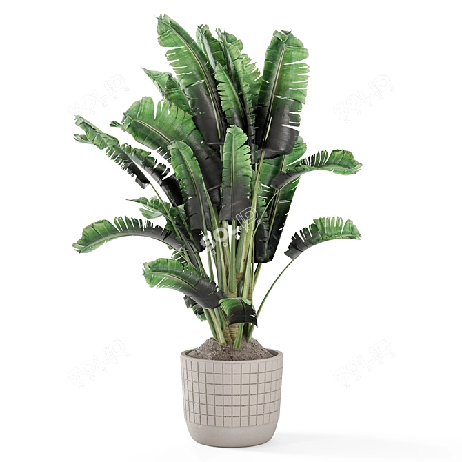 Concrete Pot Banana Plant Set 3D model image 5