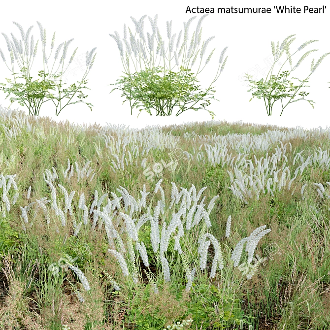 3D Plant Models Collection: Versatile, High-Quality 3D model image 1