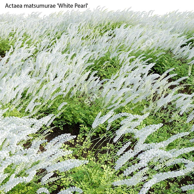 3D Plant Models Collection: Versatile, High-Quality 3D model image 2