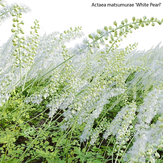 3D Plant Models Collection: Versatile, High-Quality 3D model image 4