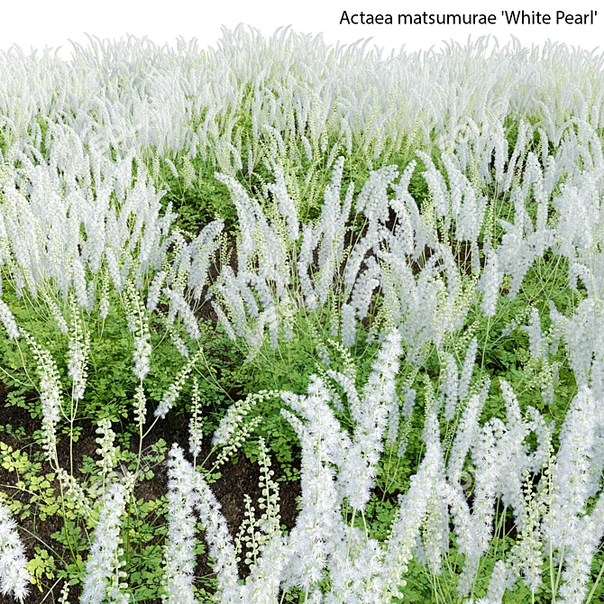 3D Plant Models Collection: Versatile, High-Quality 3D model image 5