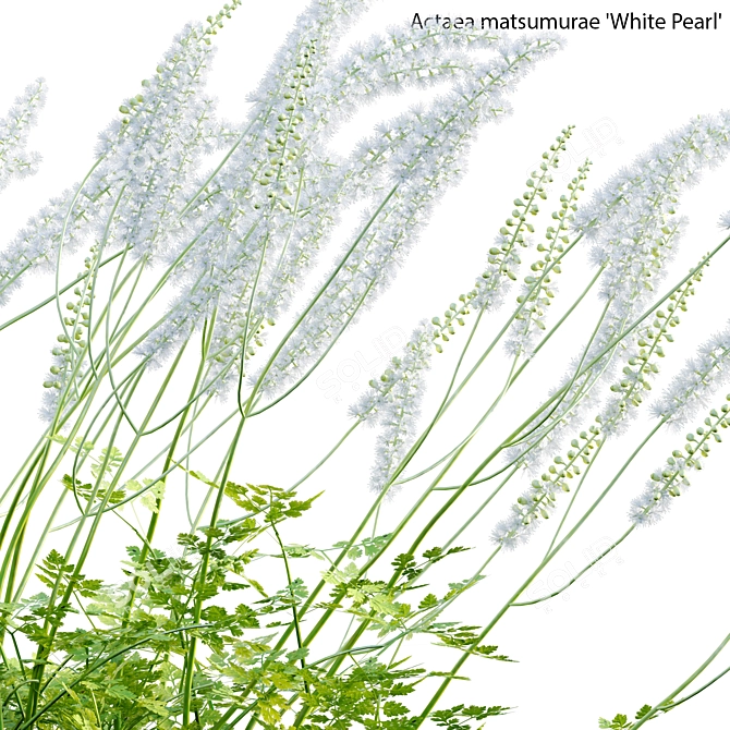 3D Plant Models Collection: Versatile, High-Quality 3D model image 6