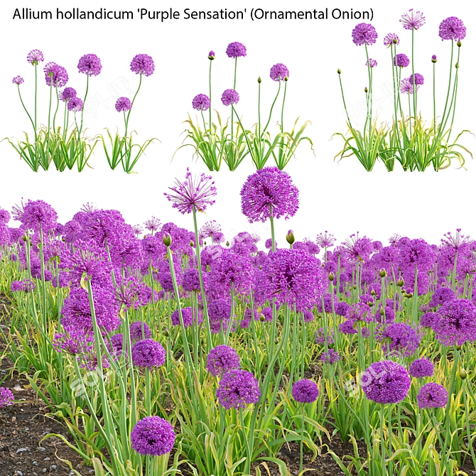 3D Allium Purple Plant Models 3D model image 1