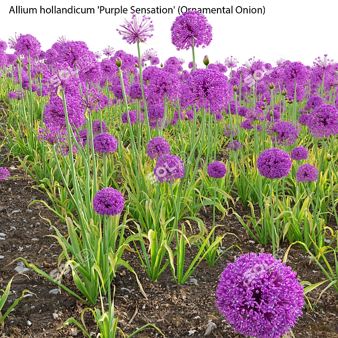 3D Allium Purple Plant Models 3D model image 4