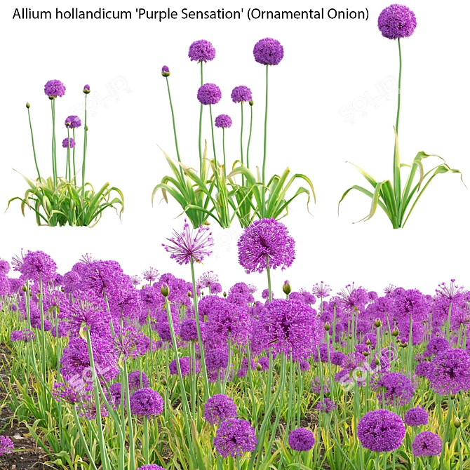  Versatile 3D Plant Models Package 3D model image 1