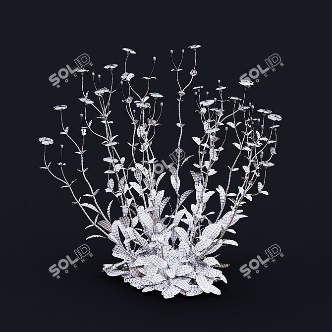 Lychnis coronaria Collection: 3D Flower Models 3D model image 4