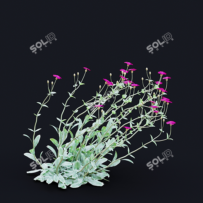 Lychnis coronaria Collection: 3D Flower Models 3D model image 5