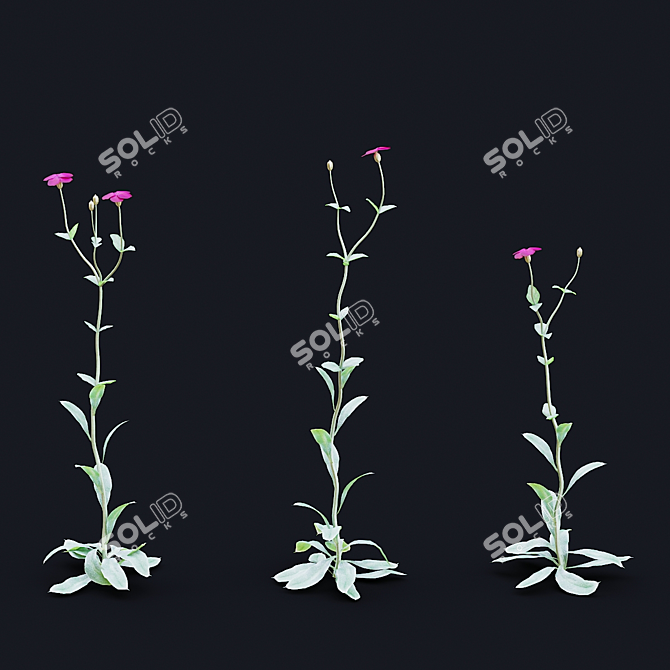 Lychnis coronaria Collection: 3D Flower Models 3D model image 7