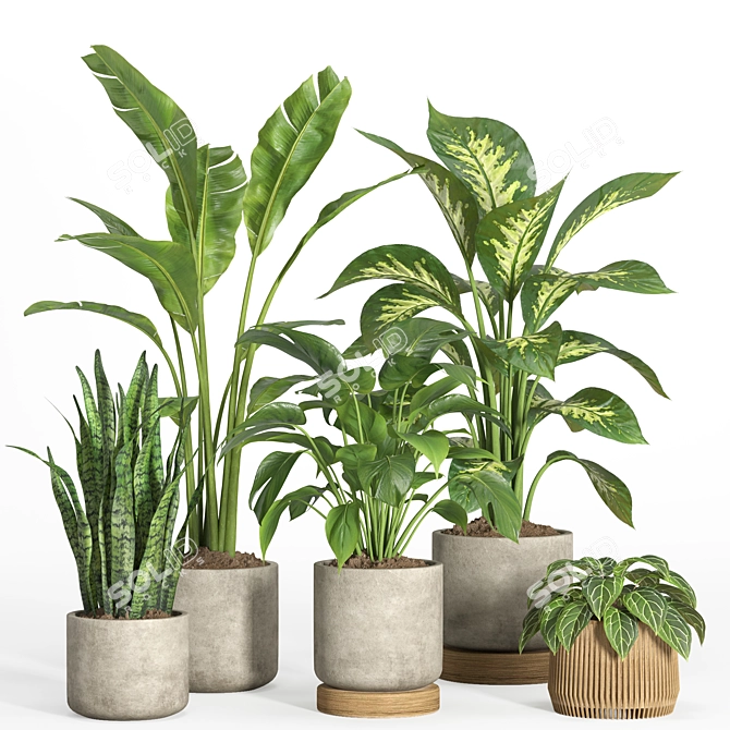 Modern Indoor Plant Set 37 3D model image 1