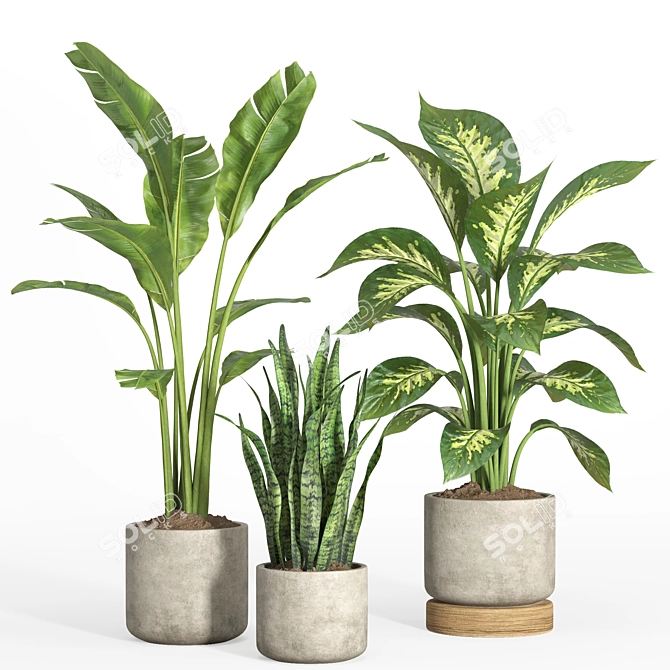 Modern Indoor Plant Set 37 3D model image 2