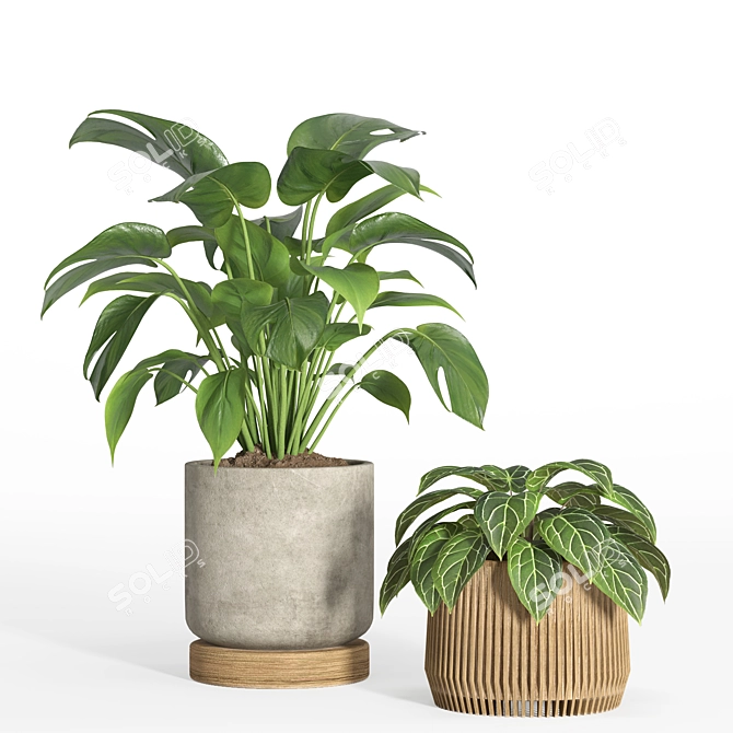 Modern Indoor Plant Set 37 3D model image 3