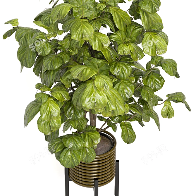 Indoor Plants Collection 3D Models 3D model image 4