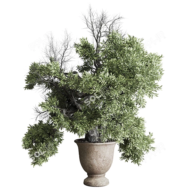 Rustic Concrete Pot Olive Tree 3D model image 1