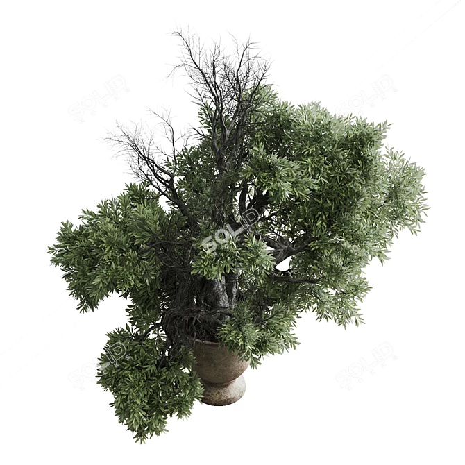 Rustic Concrete Pot Olive Tree 3D model image 2