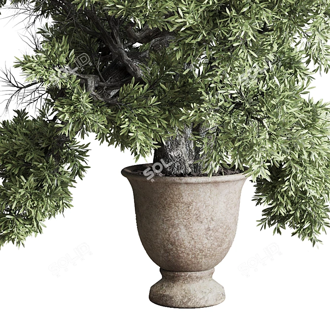 Rustic Concrete Pot Olive Tree 3D model image 3