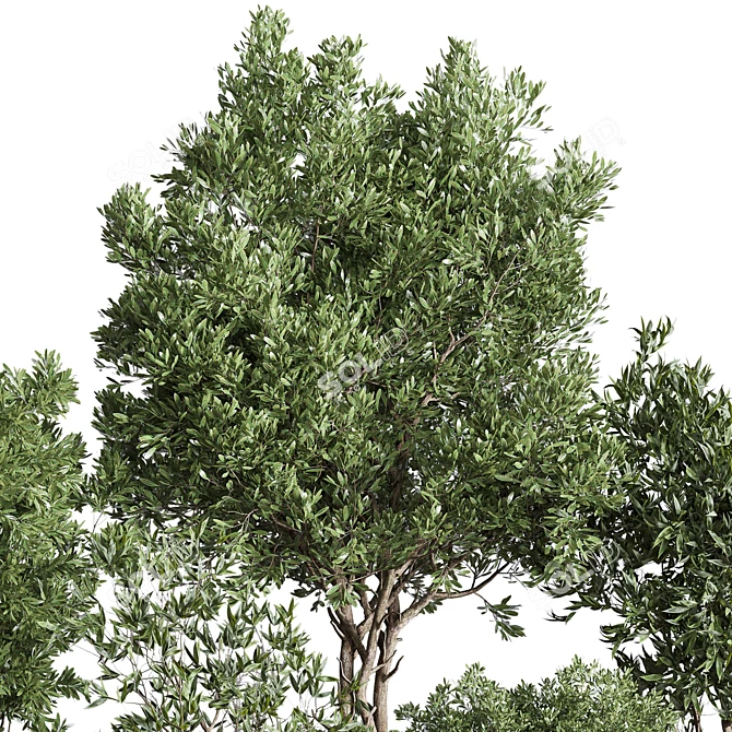 Concrete Olive Tree Plant Set 3D model image 3