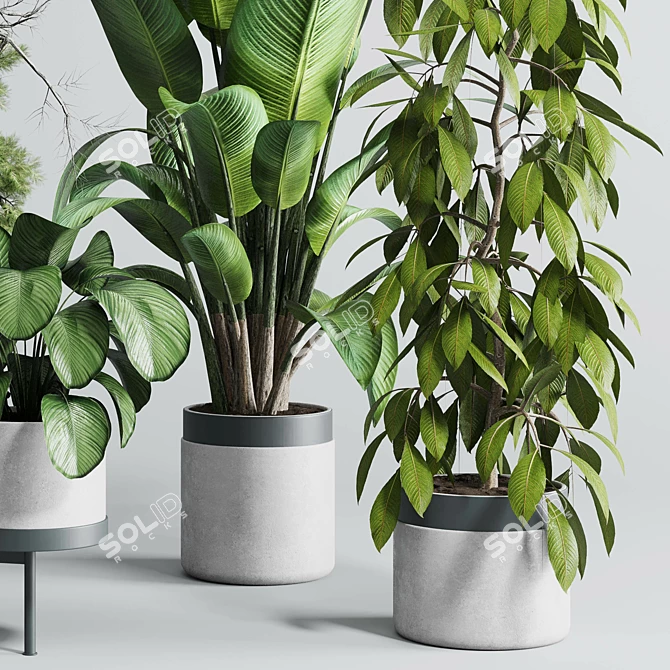 Concrete Vase Indoor Plant Set 3D model image 2