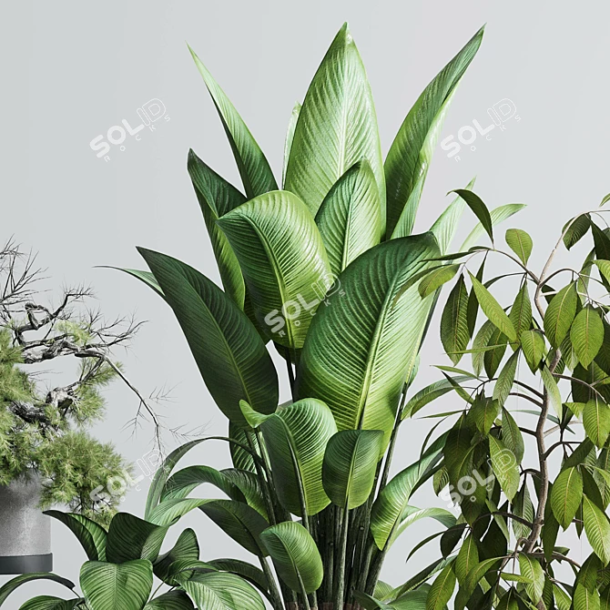 Concrete Vase Indoor Plant Set 3D model image 4