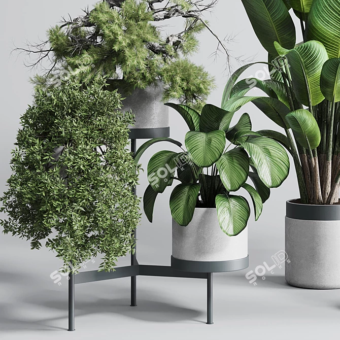 Concrete Vase Indoor Plant Set 3D model image 5