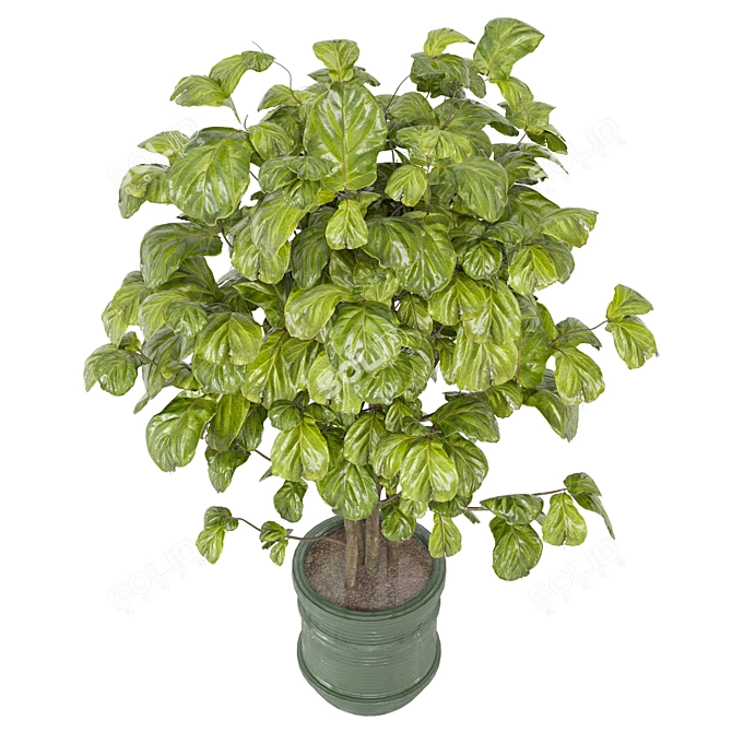 3D Indoor Plants Collection Render Vray Corona 3D model image 5