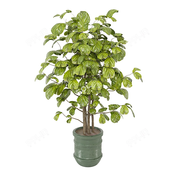 3D Indoor Plants Collection Render Vray Corona 3D model image 6