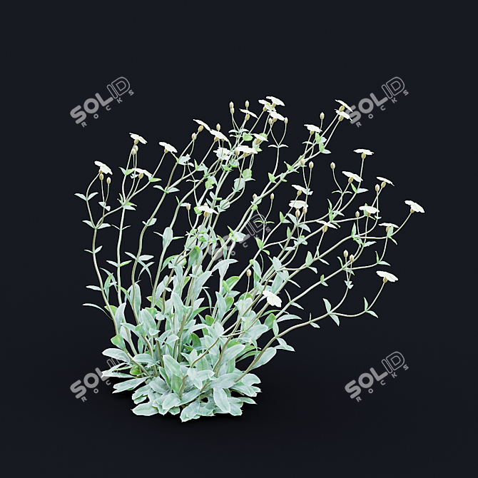 White Lychnis Flower Bundle	Collection 3D model image 4
