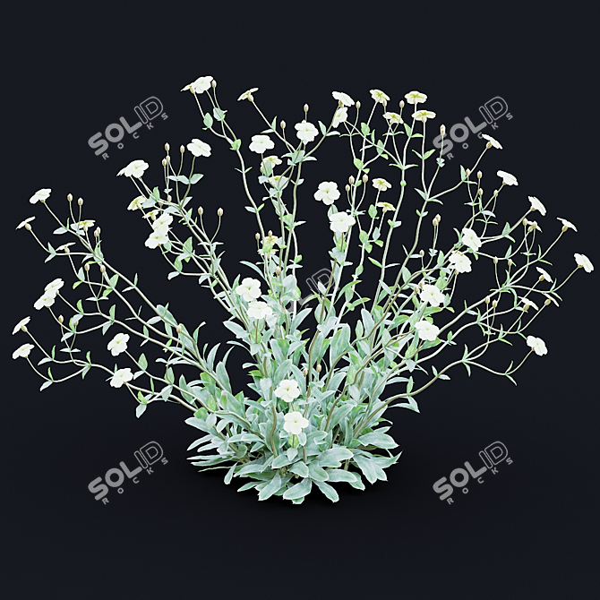 White Lychnis Flower Bundle	Collection 3D model image 5