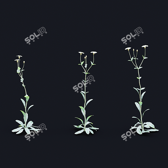 White Lychnis Flower Bundle	Collection 3D model image 6