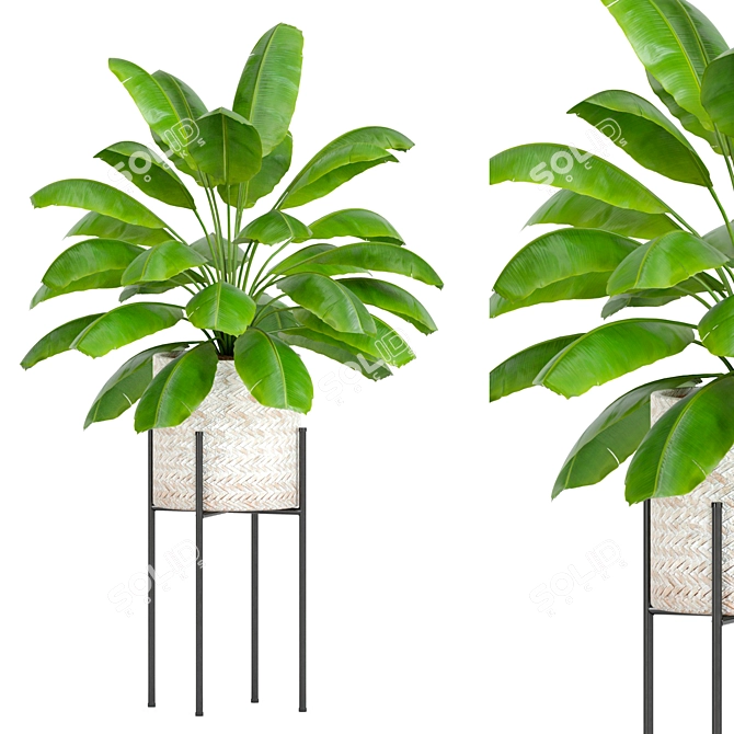 Botanical 3D Plant Models Set 3D model image 1