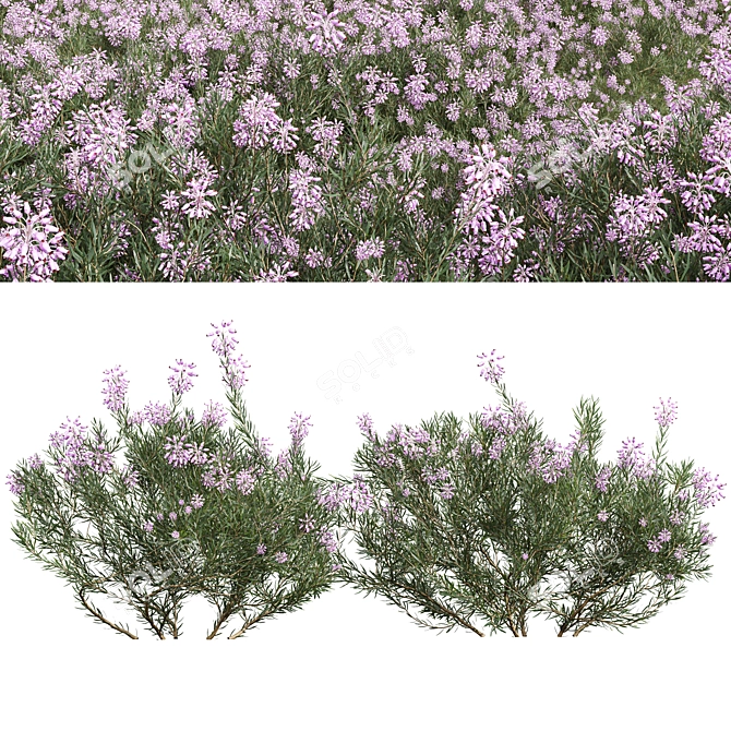 Winter Heather Shrub 3D Models 3D model image 1