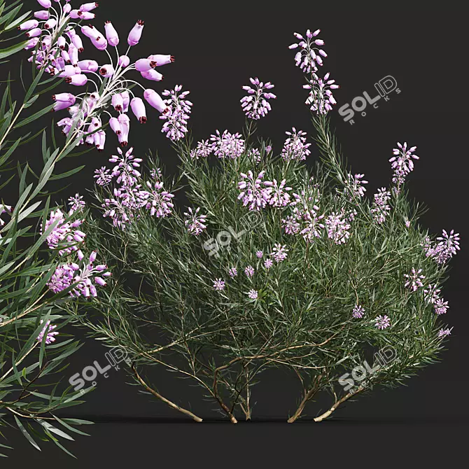 Winter Heather Shrub 3D Models 3D model image 2