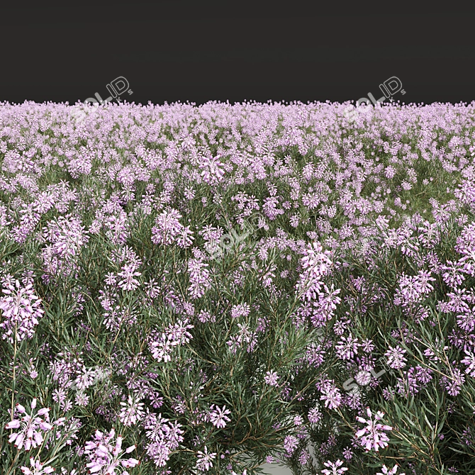 Winter Heather Shrub 3D Models 3D model image 3