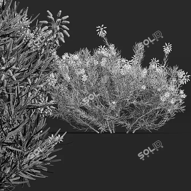 Winter Heather Shrub 3D Models 3D model image 4