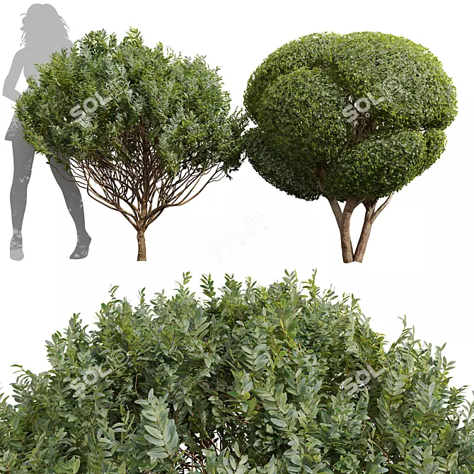 Pruned Bonsai Collection Duo 3D model image 1