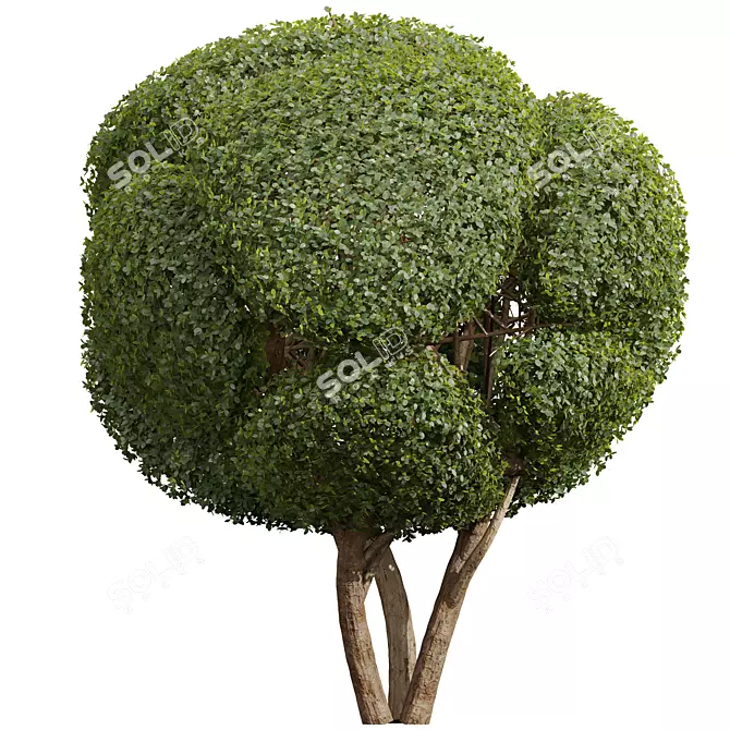 Pruned Bonsai Collection Duo 3D model image 2