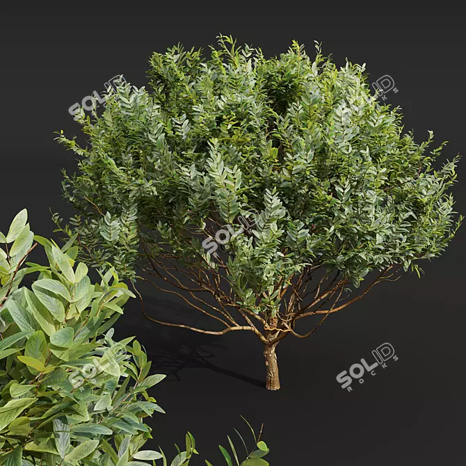 Pruned Bonsai Collection Duo 3D model image 3