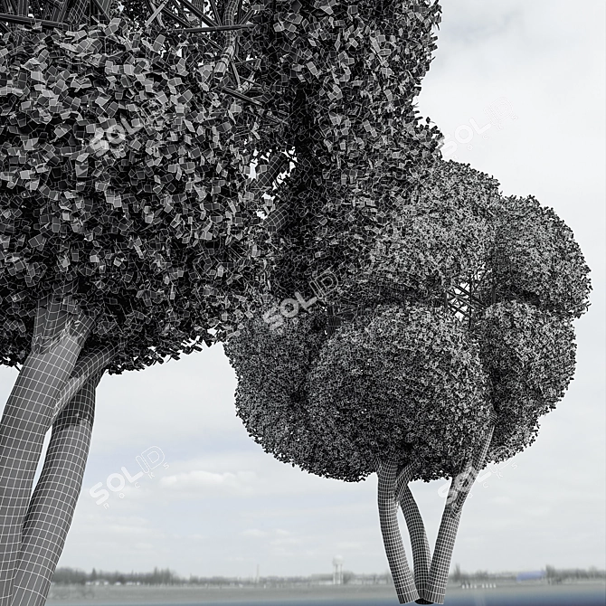 Pruned Bonsai Collection Duo 3D model image 5