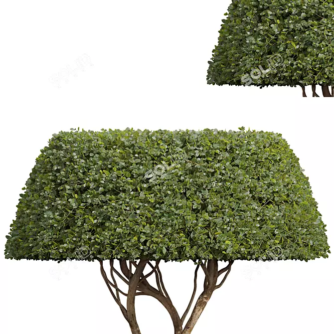 Mosaic Nerve Plant 3D Models 3D model image 3