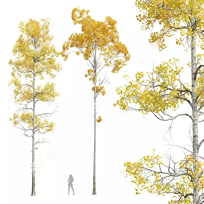 Trembling Aspen 3D Tree Model 3D model image 1