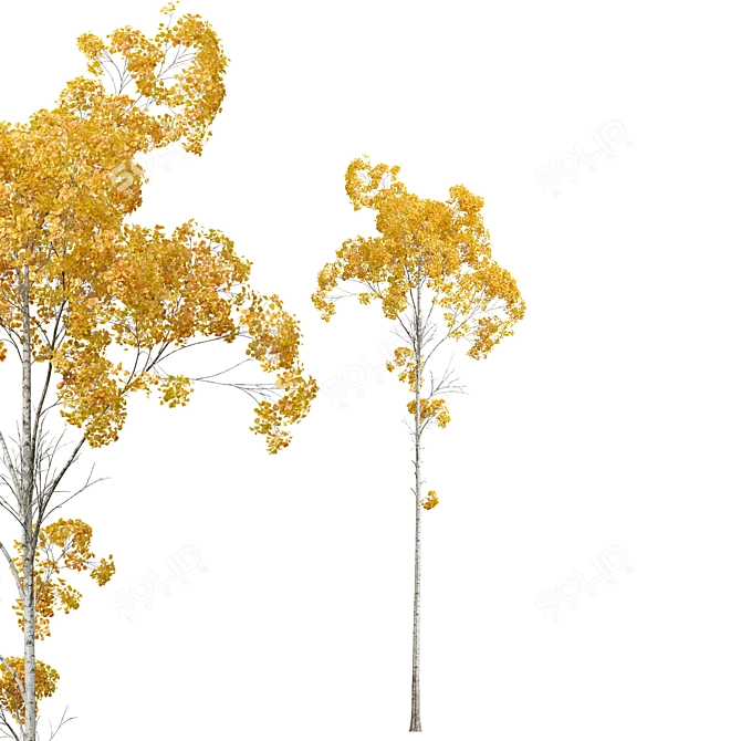 Trembling Aspen 3D Tree Model 3D model image 3