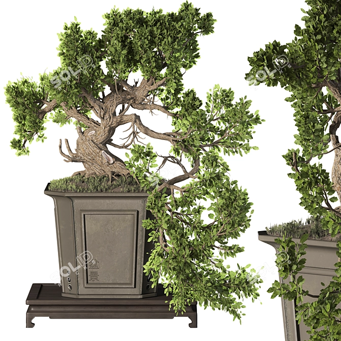 Exquisite Bonsai Tree Collection 03 3D model image 1