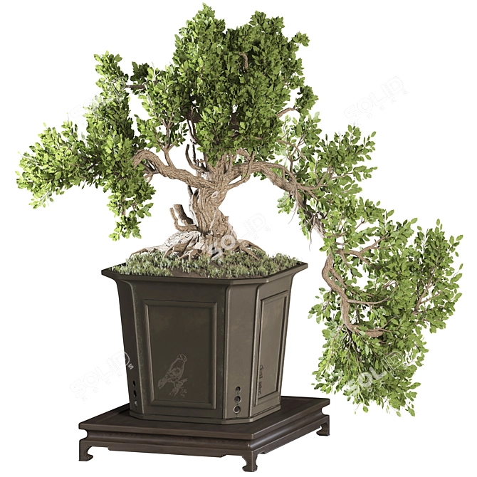 Exquisite Bonsai Tree Collection 03 3D model image 2