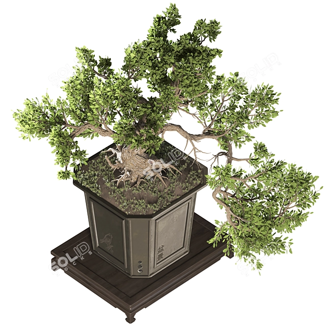 Exquisite Bonsai Tree Collection 03 3D model image 3