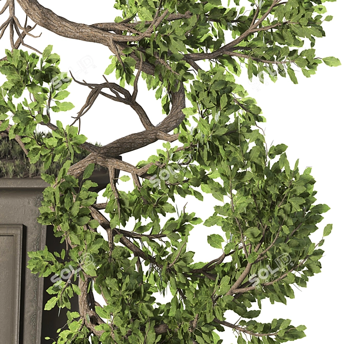 Exquisite Bonsai Tree Collection 03 3D model image 4