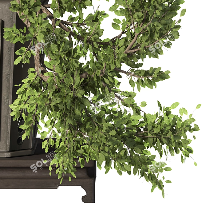 Exquisite Bonsai Tree Collection 03 3D model image 5