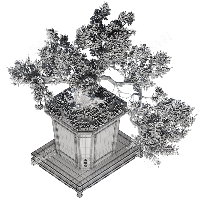 Exquisite Bonsai Tree Collection 03 3D model image 6